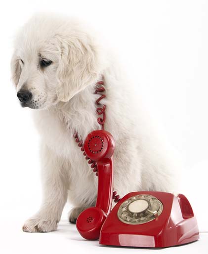 hond met telefoon
